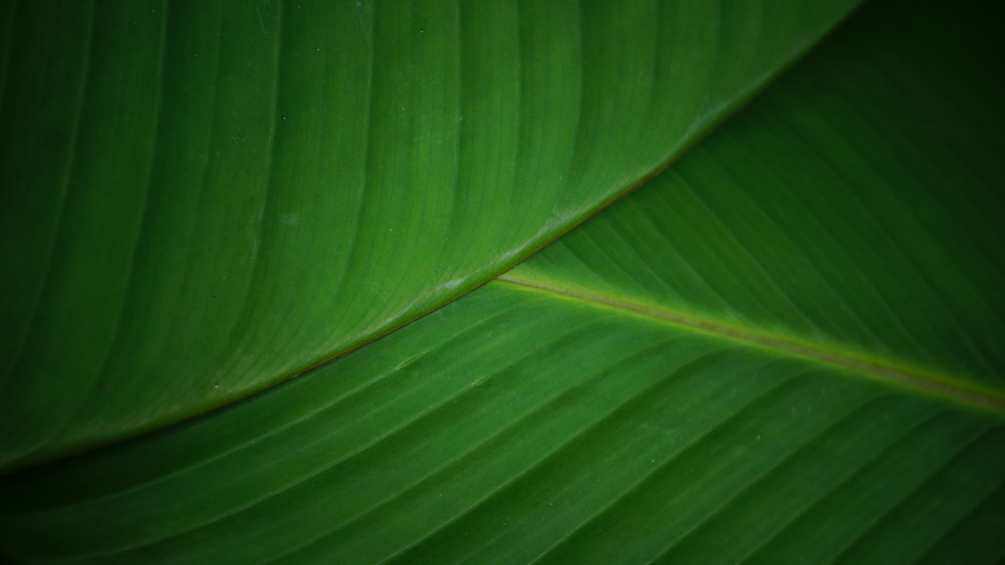 Banana Leaves